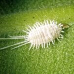 Mealybugs on Orchids – Identification and Control