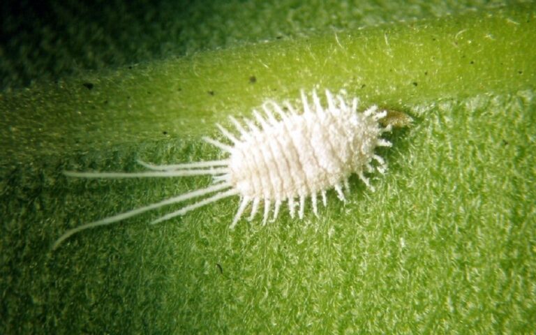 Mealybugs on Orchids – featured image Mealybugs on Orchids – Identification and Control