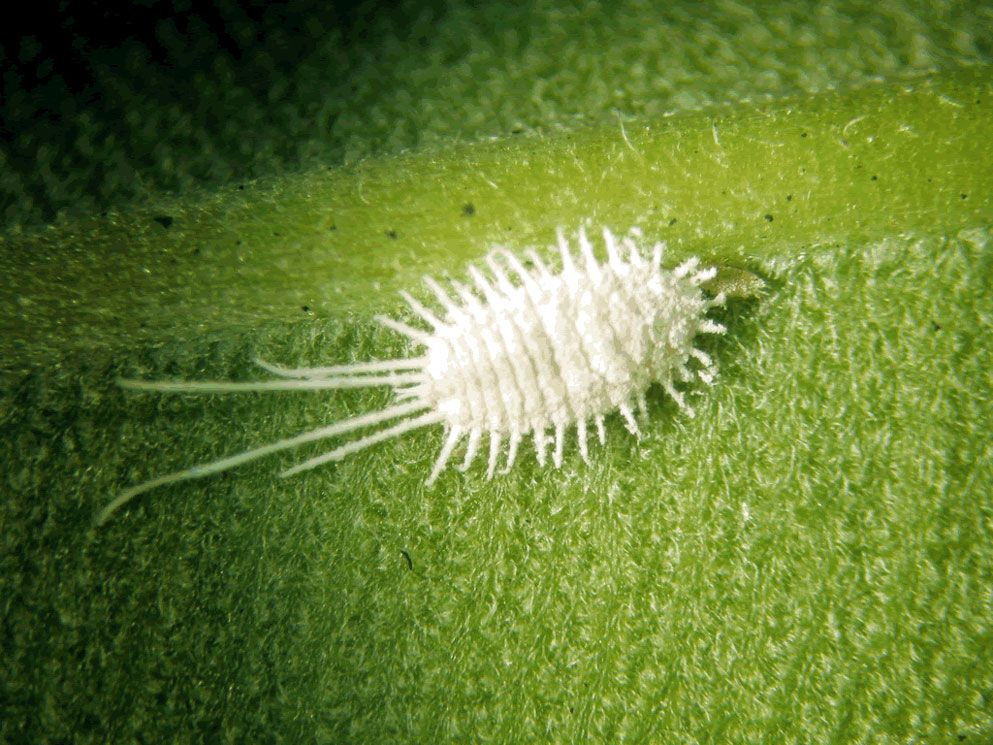 Image Name Mealybugs on orchids