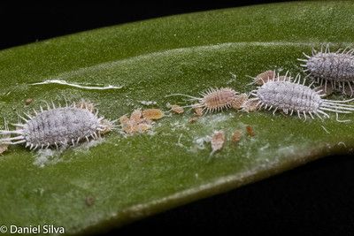 Image Name Mealybugs