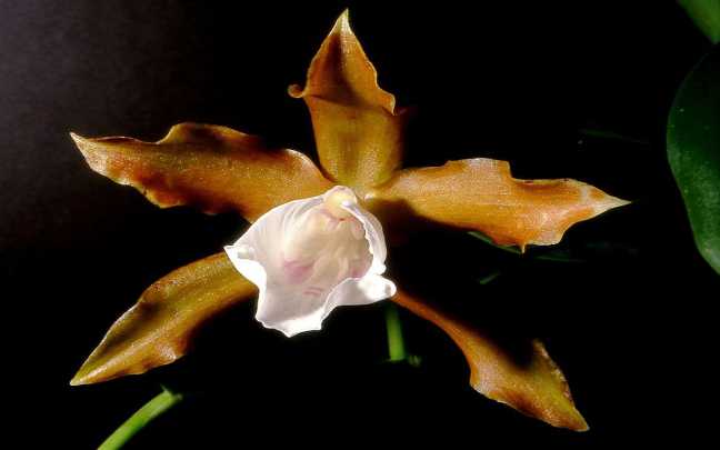 Image Name Miltonia candida