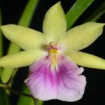 Miltonia Orchids - Characteristics and How to Care