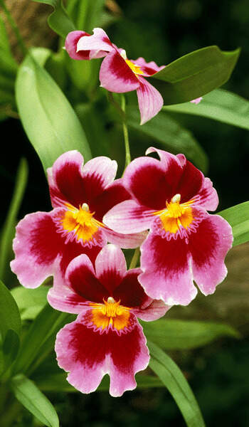Image Name Miltonia orchid 02