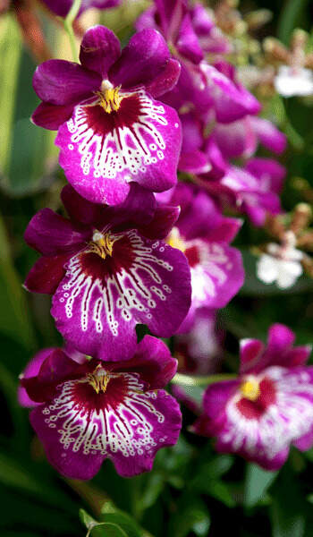 Image Name Miltonia orchid 03