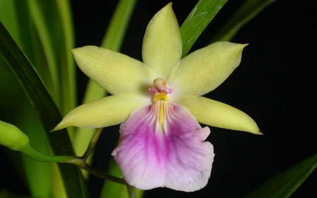 Image Name Miltonia orchid