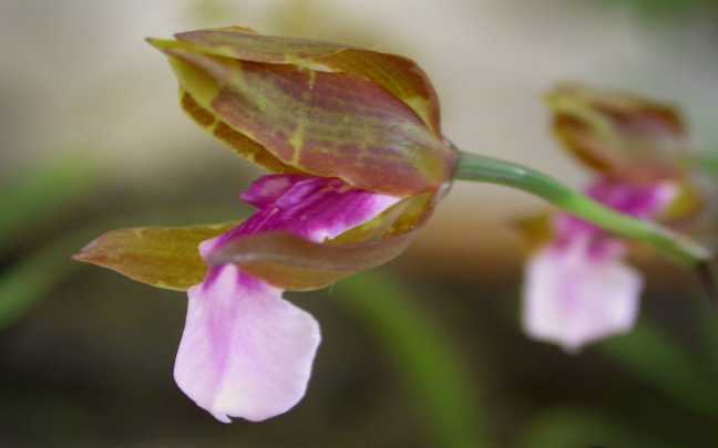 Image Name Miltonia russelliana
