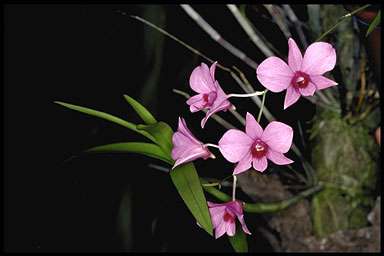 Image Name Mini cooktown orchid