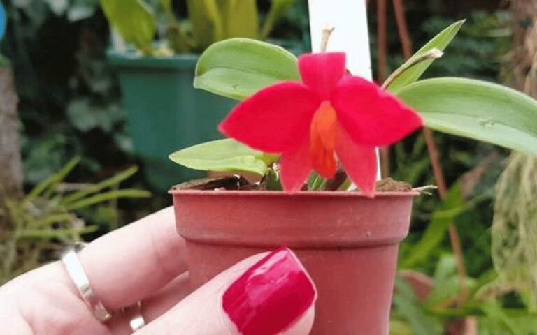 Mini orchids – featured image Mini Orchids: Types and How to Care (With Photos)