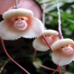 Monkey Face Orchid – Photos, Curiosities and Much More