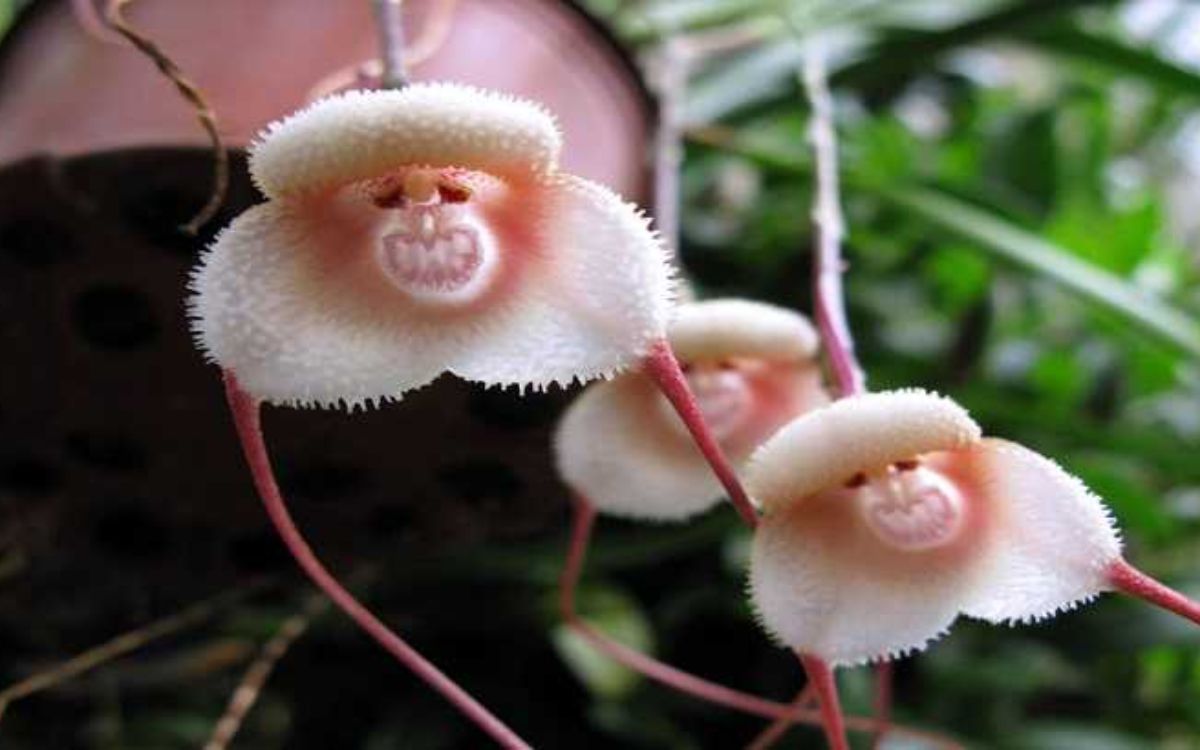 Monkey face orchid – featured