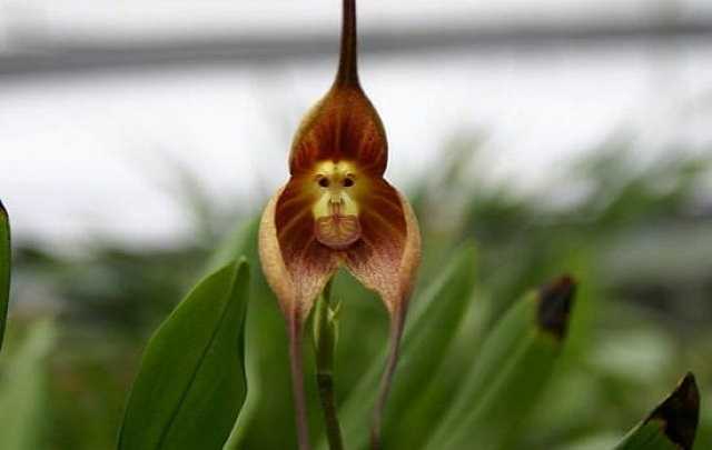 Image Name Monkey face orchid
