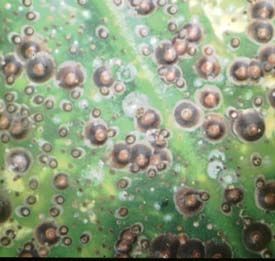 Image Name Nailhead mealybugs generating black blisters on orchid leaves