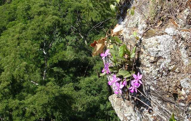 Image Name Natural habitat of the Cattleya Walkeriana