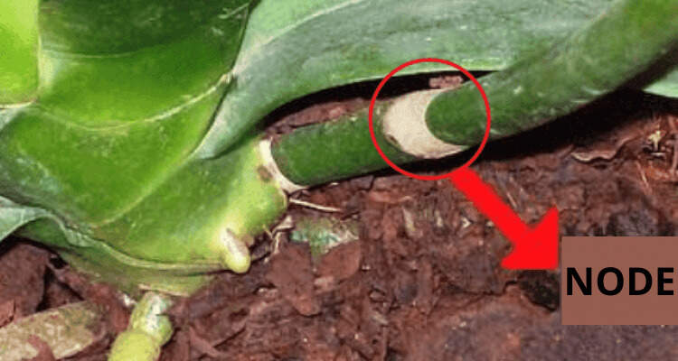 Image Name Node orchid 2