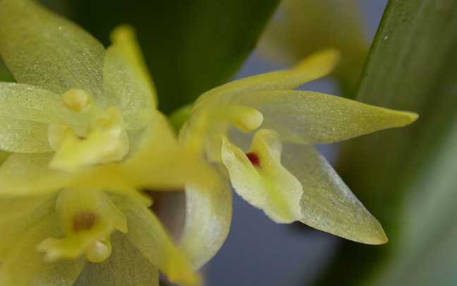 Image Name Octomeria crassifolia
