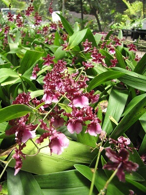Image Name Oncidium Sharry Baby 1