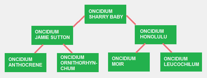 Image Name Oncidium Sharry Baby and His Hybrid Parents