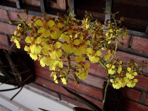 Image Name Oncidium cebolleta