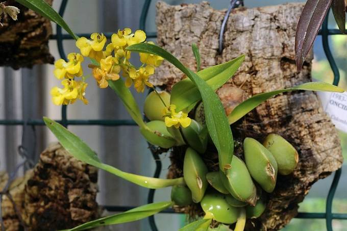 Image Name Oncidium cheirophorum