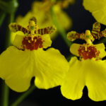 Oncidium (Dancing-lady Orchid) - How to Care in 9 Steps
