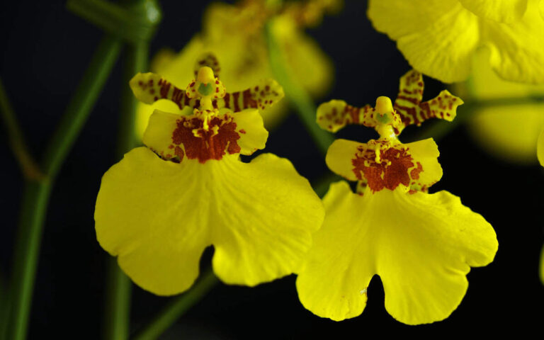 Oncidium – featured Oncidium (Dancing-lady Orchid) – How to Care in 9 Steps