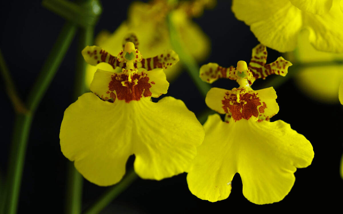 Oncidium – featured