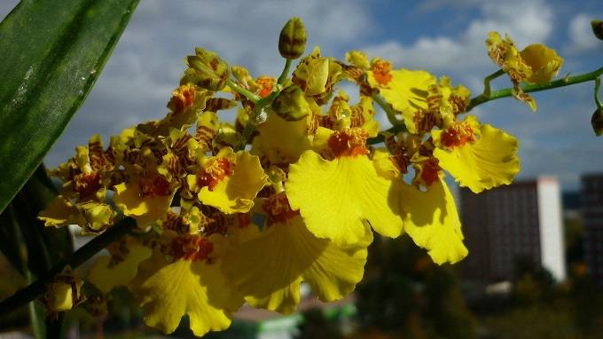Image Name Oncidium flowers