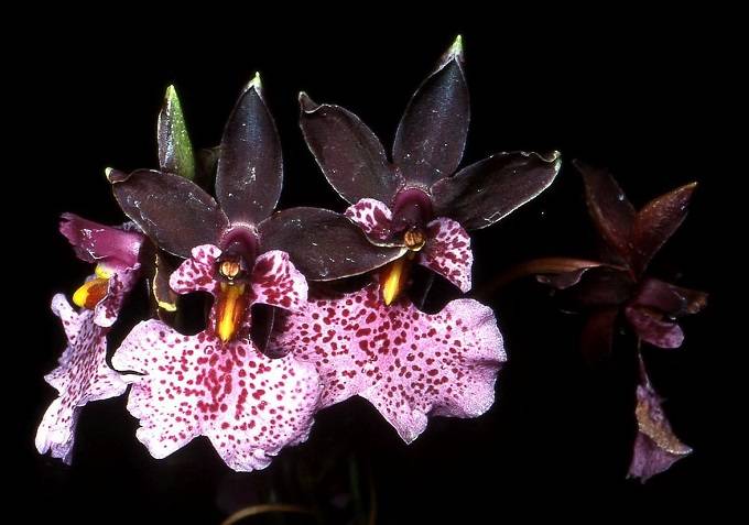 Image Name Oncidium nubigenum