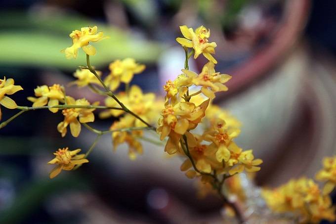 Image Name Oncidium orchid 01