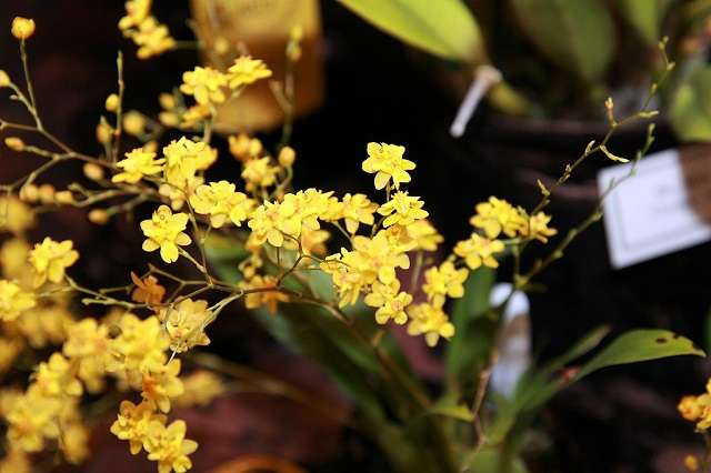 Image Name Oncidium orchid 02