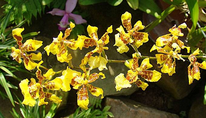 Image Name Oncidium sphacelatum