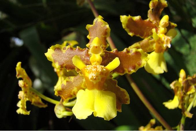 Image Name Oncidium