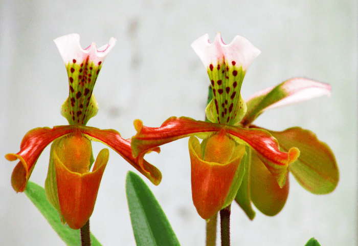 Image Name Orange Paphiopedilum flowers