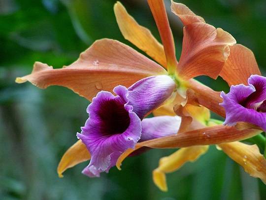 Image Name Orange laelia tenebrosa