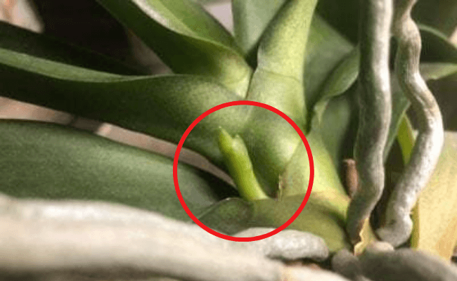 Image Name Orchid Flower Spike 2