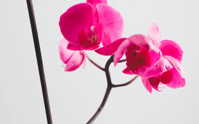 Orchid Flower Spike – featured image Orchid Flower Spike – To Cut or Not to Cut?