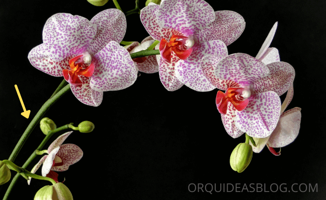 Image Name Orchid Flower Spike