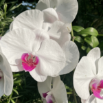 Orchid Care for Beginners: Quick and Easy 7-Step Guide