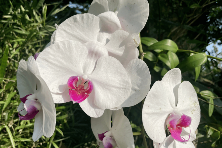 Orchid Care for Beginners: Quick and Easy 7-Step Guide