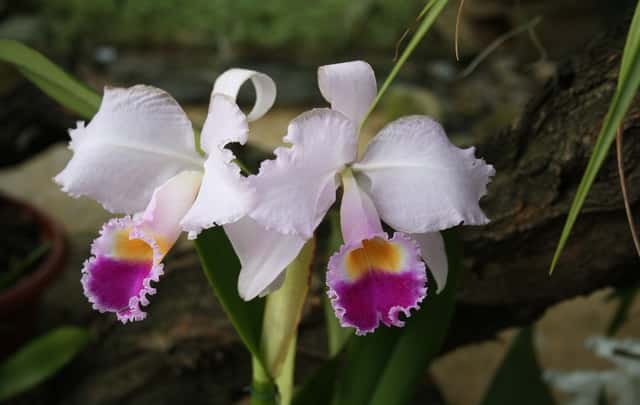 Image Name Orchid flower
