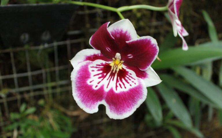 Pictures of Flowering Orchids – The Most Beautiful Images