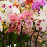 Orchid Species: How Many There Are, Types and Photos