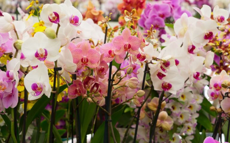Orchid species – featured image Orchid Species: How Many There Are, Types and Photos