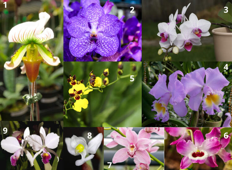 Image Name Orchid species