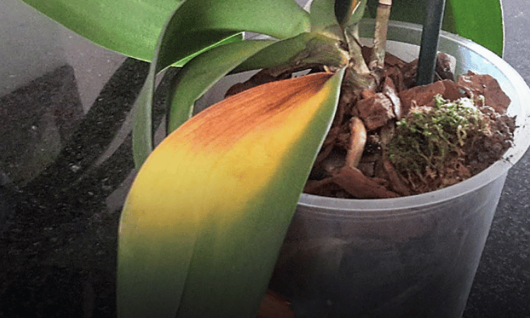 Image Name Orchid with reddish spots on the leaves due to excessive sun