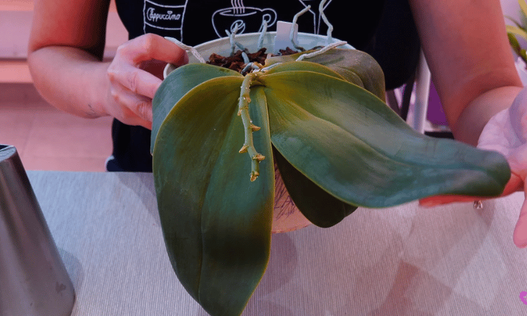 Image Name Orchid with withered leaves and yellow spots due to dehydration