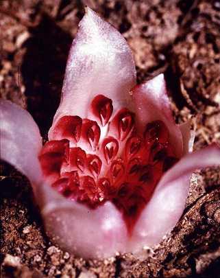 Image Name Orchids Saprophytes