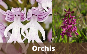 Image Name Orchis