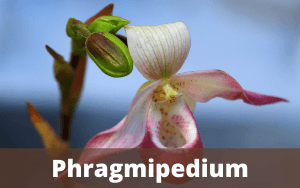 Image Name PHRAGMIPEDIUM