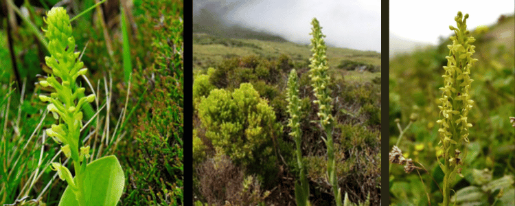 Image Name PLANTANTHERA AZOICA